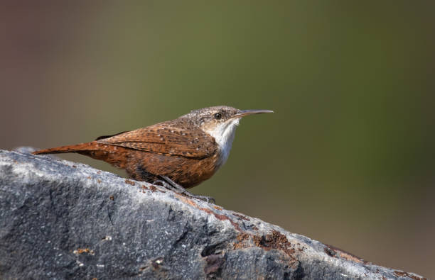 barranca sentada en una roca - wren fotografías e imágenes de stock