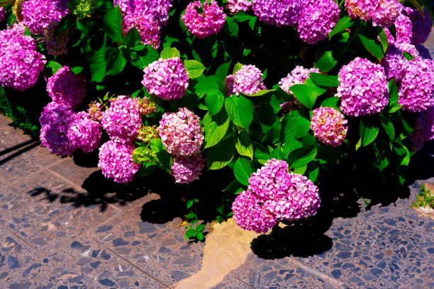 Pink hydrangea, bush under the window. Hortensia are popular ornamental plant.