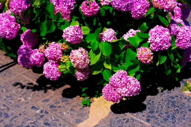 Photo of Pink Hydrangea macrophylla, commonly referred to as bigleaf hydrangea, is one of the most popular landscape shrubs owing to its large mophead flowers.