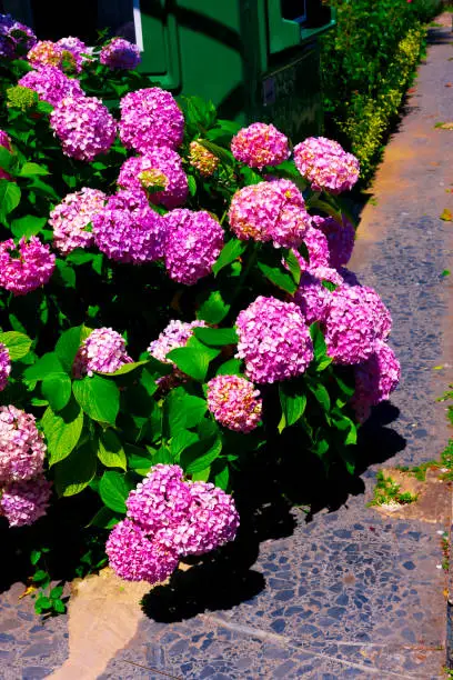 Photo of Pink Hydrangea macrophylla, commonly referred to as bigleaf hydrangea, is one of the most popular landscape shrubs owing to its large mophead flowers.