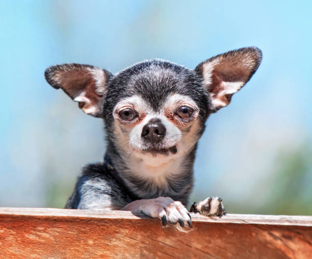 istock cute chihuahua in a natural setting 1406581532