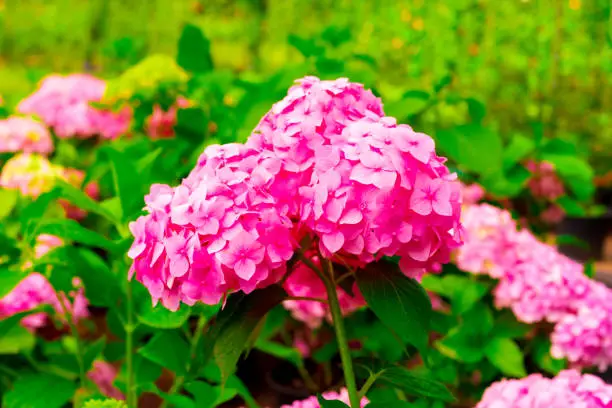 Photo of Pink Hydrangea macrophylla, commonly referred to as bigleaf hydrangea, is one of the most popular landscape shrubs owing to its large mophead flowers.