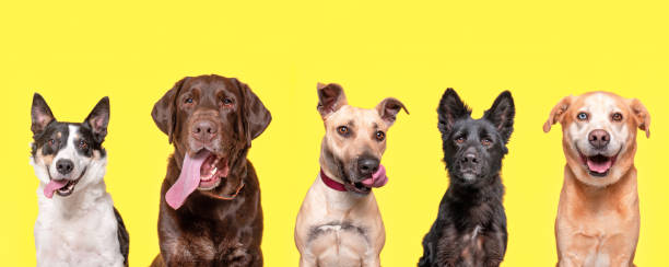 studio shot of a group of various dogs on an isolated background studio shot of a group of various dogs on an isolated background japanese akita stock pictures, royalty-free photos & images