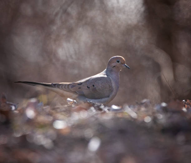 mourning dove out in a natural setting mourning dove out in a natural setting zenaida dove stock pictures, royalty-free photos & images