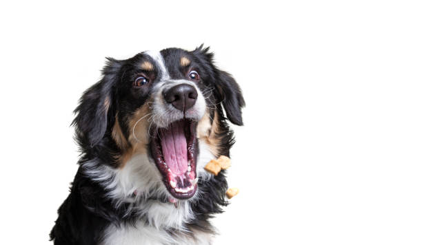 istock studio shot of a dog on an isolated background 1406581616
