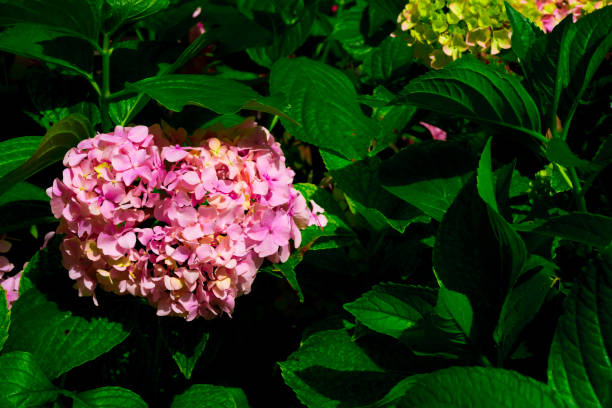Pink hydrangea, bush under the window. Hortensia are popular ornamental plant.
