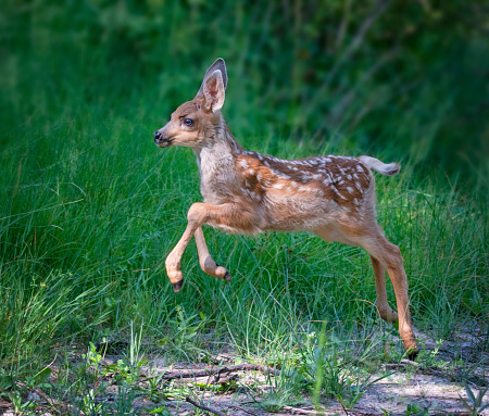 fawn running through a meadow of wildflowers