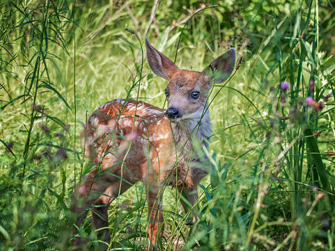 fawn running through a meadow of wildflowers