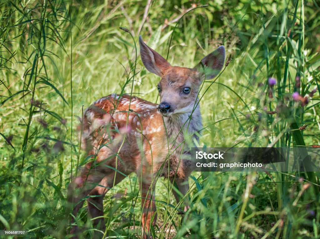 fawn running through a meadow of wildflowers Fawn - Young Deer Stock Photo