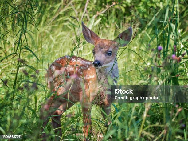 Fawn Running Through A Meadow Of Wildflowers Stock Photo - Download Image Now - Fawn - Young Deer, Cute, Grass