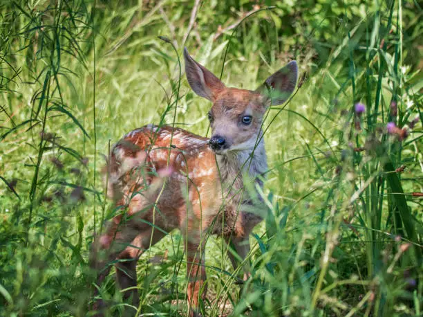Photo of fawn running through a meadow of wildflowers