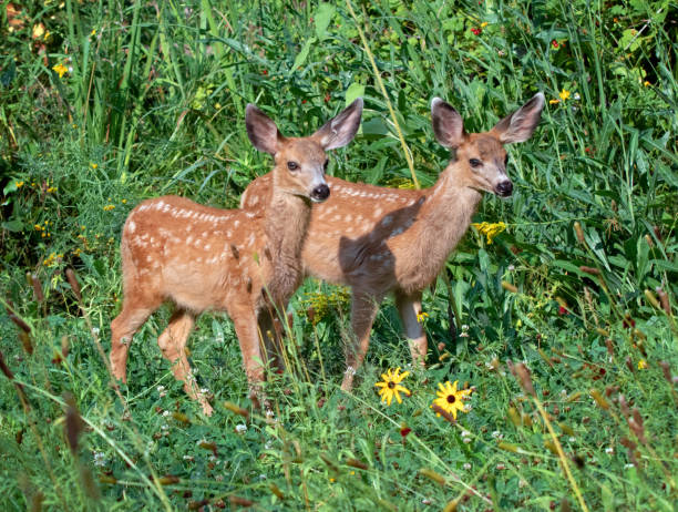 istock fawn running through a meadow of wildflowers 1406581710