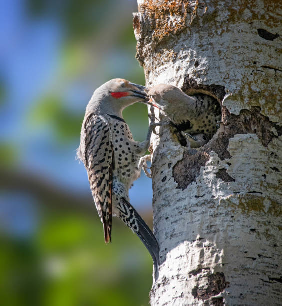 istock red shafted northern flicker in nature 1406581716