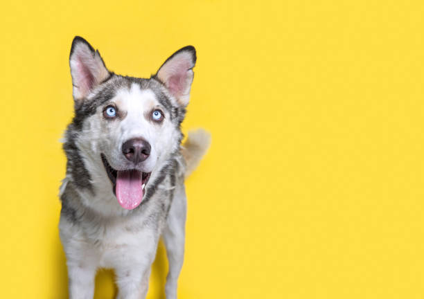 istock studio shot of a cute dog on an isolated background 1406582403
