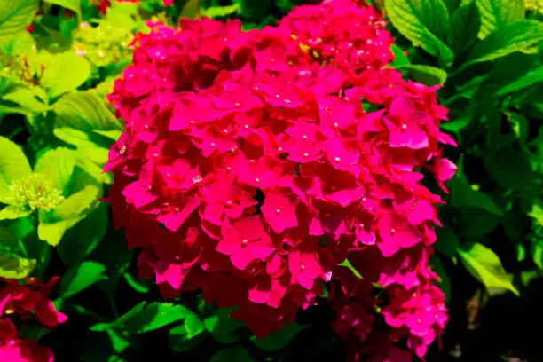 Photo of Red Hydrangea macrophylla, commonly referred to as bigleaf hydrangea, is one of the most popular landscape shrubs owing to its large mophead flowers.