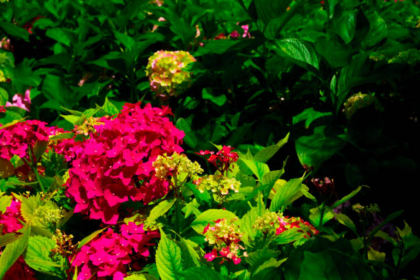 Red hydrangea, bush under the window. Hortensia are popular ornamental plant.