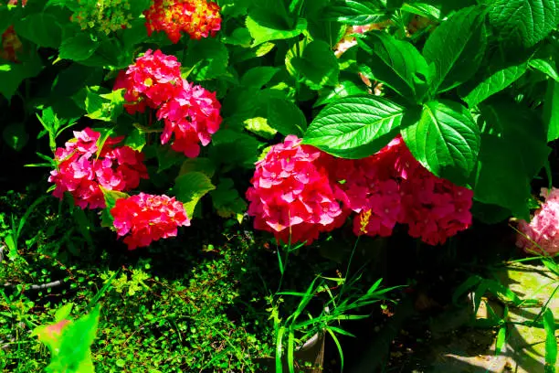 Photo of Red Hydrangea macrophylla, commonly referred to as bigleaf hydrangea, is one of the most popular landscape shrubs owing to its large mophead flowers.