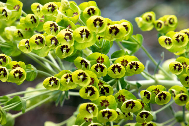 Close photo of a beautiful Mediterranean Spurge in Gargano, Italy Close photo of a beautiful Mediterranean Spurge in Gargano, Southern Italy euphorbia characias stock pictures, royalty-free photos & images