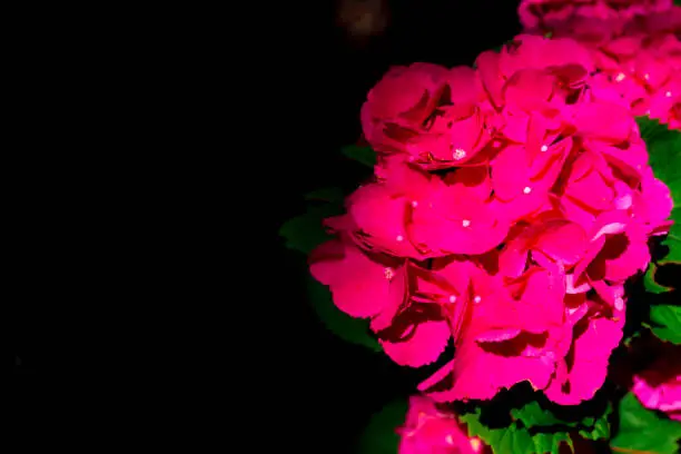 Photo of Red Hydrangea macrophylla, commonly referred to as bigleaf hydrangea, is one of the most popular landscape shrubs owing to its large mophead flowers.