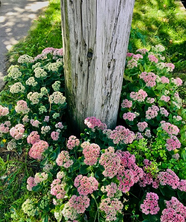 Colourful Wild Yarrow, Achillea millefolium, growing around a telephone pole in the North End of Halifax. Yarrow is an important medicinal plant in European, Chinese and Indigenous North American traditions. August 29, 2020.
