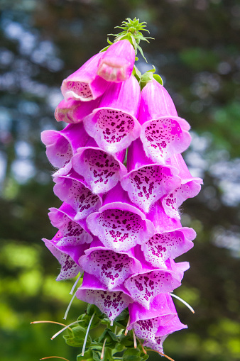 Closeup of a blooming vivid wild purple pink Foxglove (Digitalis purpurea) flower branch plants against green  garden  background. This plant is known for its poisonous effect but it is also grown as ornamental garden flower.