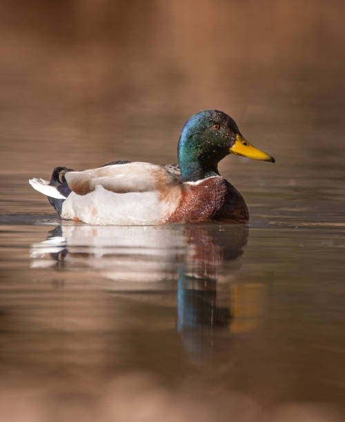 istock Beautiful mallard photo in a natural environment 1406583899