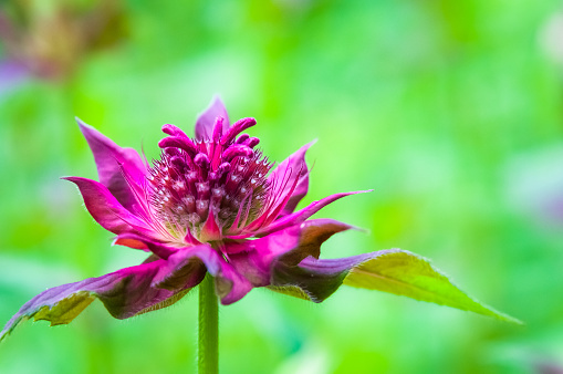 Close up of the detail of a single bee balm blossom coming into full bloom.
