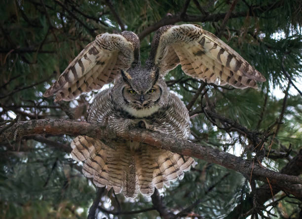 istock great horned owl out in nature 1406584011