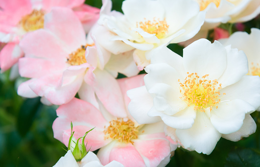 A cluster of pink and white roses with  scattered unopened buds in a Cape Cod garden in early July.