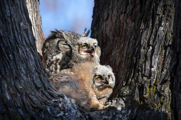 istock great horned owl nest with an owlet in it 1406584053