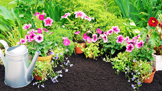 Petunias and lobelias stand in pots next to a watering can and gardening gloves against a backdrop of black soil. Growing plants in a flower bed in the garden. Garden work in spring season concept
