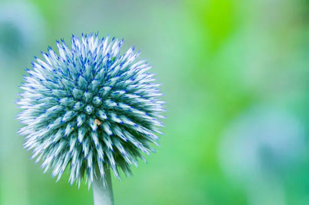 Close up of a single global thistle in a Cape Cod  garden.