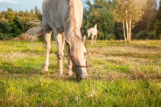 istock A white horse grazes in a meadow at sunset. 1406586252