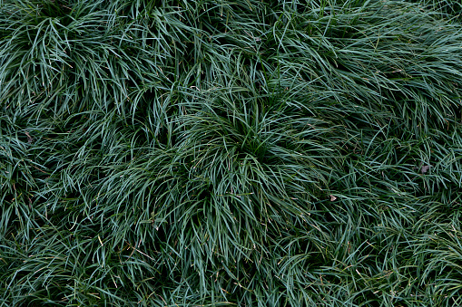 Tall green grasses in front of a dark background