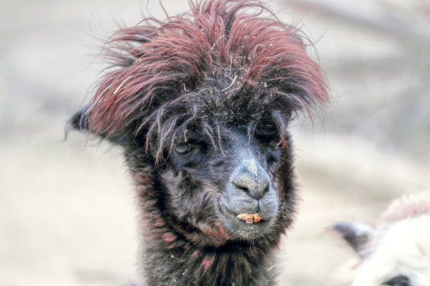 istock lama, Alpaca looking at the camera. 1406588624