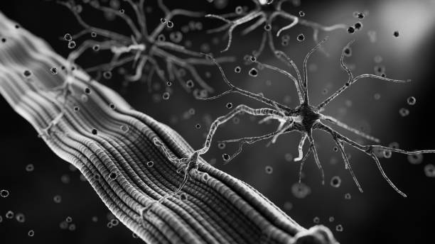 neuromuskuläre kreuzung - neuroscience nerve cell nerve fiber dendrite stock-fotos und bilder
