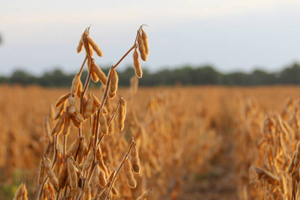 campo de soja pronto para serem colhidas - dry country - fotografias e filmes do acervo