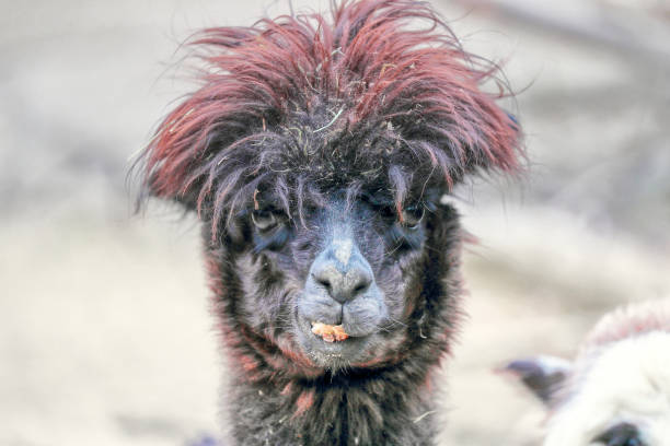 istock lama, Alpaca looking at the camera. 1406589475