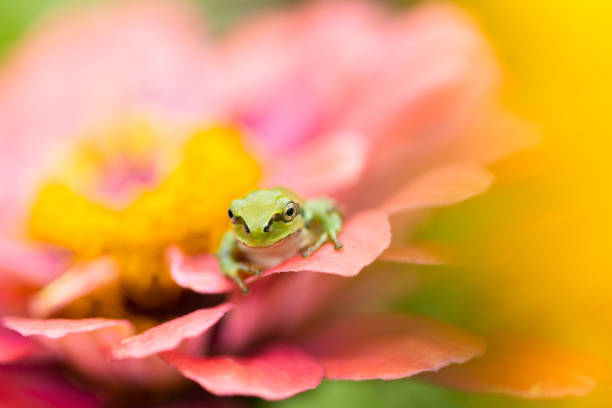 A macro close up Green Frog relaxing on a garden flower leaf.