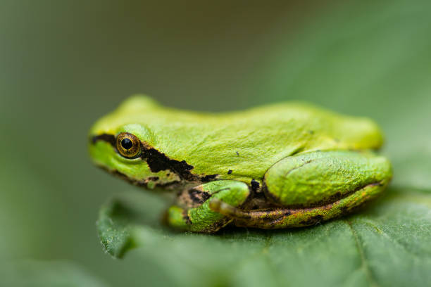 istock Close up cute green frog on flower leaf 1406591022