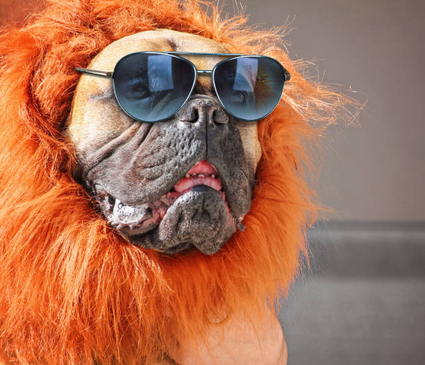 a large bull mastiff boxer in a lion costume wearing sunglasses a large bull mastiff boxer in a lion costume wearing sunglasses chow chow lion stock pictures, royalty-free photos & images