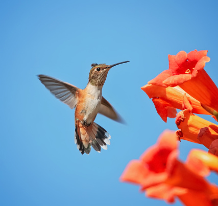 lindo rufo de colibrí calíope volando frente a una vid de trompeta bebiendo néctar en un caluroso día de verano photo