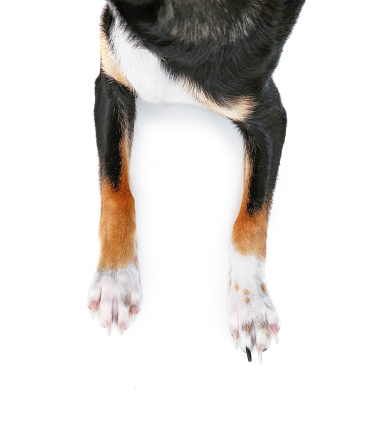 top view of a chihuahua sprawled out on an isolated white background