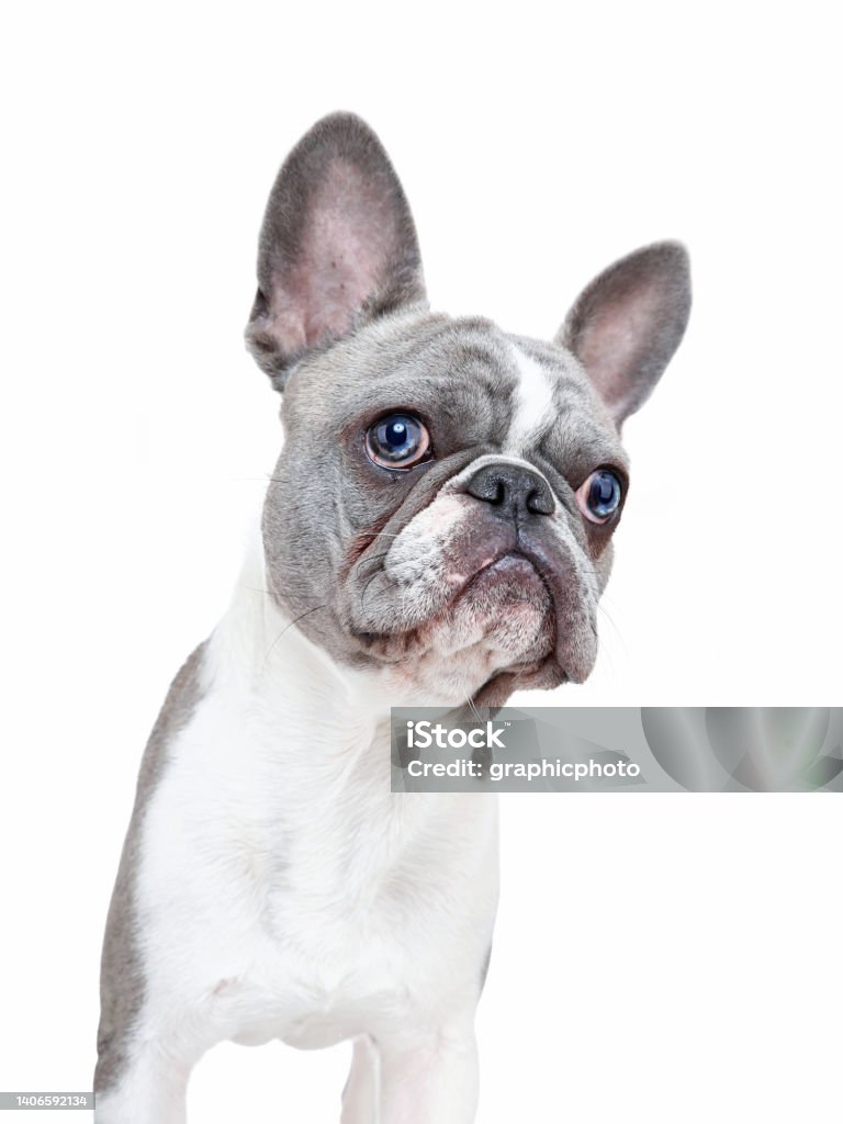 cute french bulldog puppy with a funny face isolated on a white background Animal Stock Photo