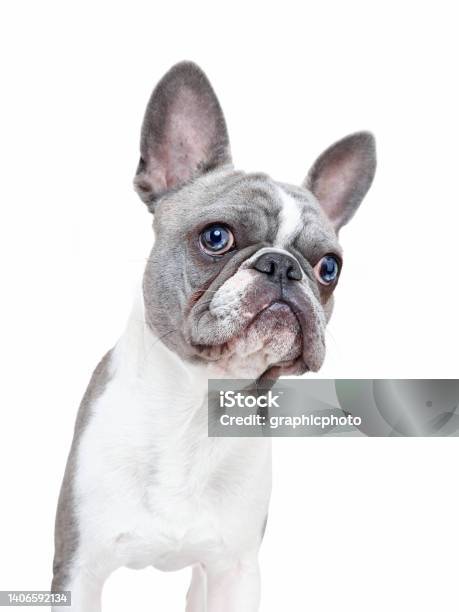 Cute French Bulldog Puppy With A Funny Face Isolated On A White Background Stock Photo - Download Image Now