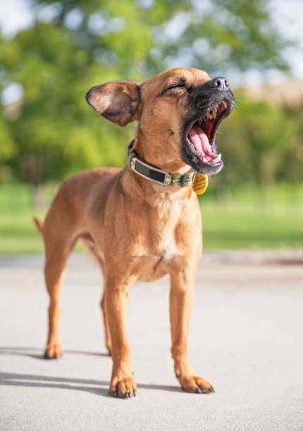 mignon chihuahua bâillant ou aboyant dans un parc par une chaude journée d’été - chihuahua dog pets yawning photos et images de collection