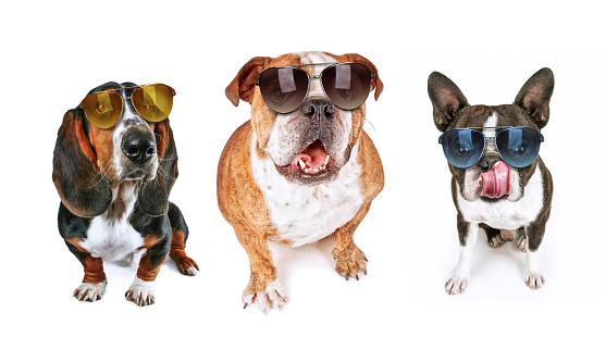 three dogs looking up begging for food wearing sunglasses on an isolated white background