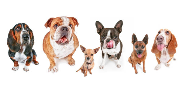 istock group of dogs sitting on an isolated white background looking up 1406592309