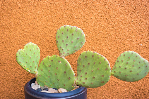 Prickly Pear Cactus, Orange Adobe Wall, Copy Space