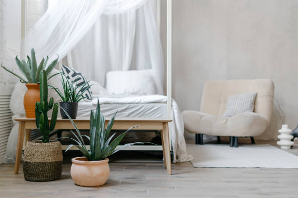 House plants on wooden bench against comfortable bed House plants in wicker basket and ceramic pots stand on wooden bench against armchair and comfy bed with white baldachin. Morning light in bright boho chic style bedroom. Scandinavian interior design art deco vase stock pictures, royalty-free photos & images
